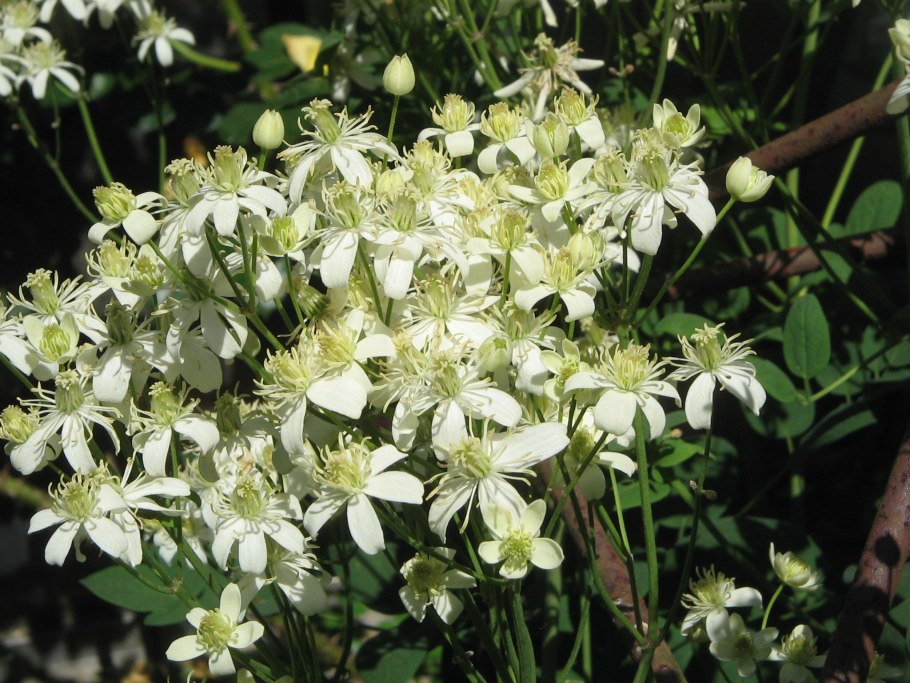 Клематис жгучий мелкоцветковый