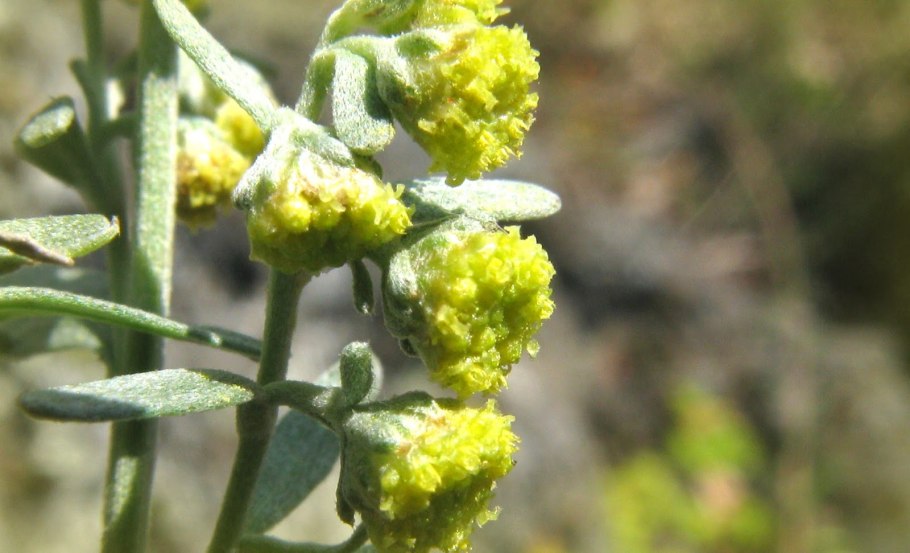 Полынь горькая (Artemísia absínthium).