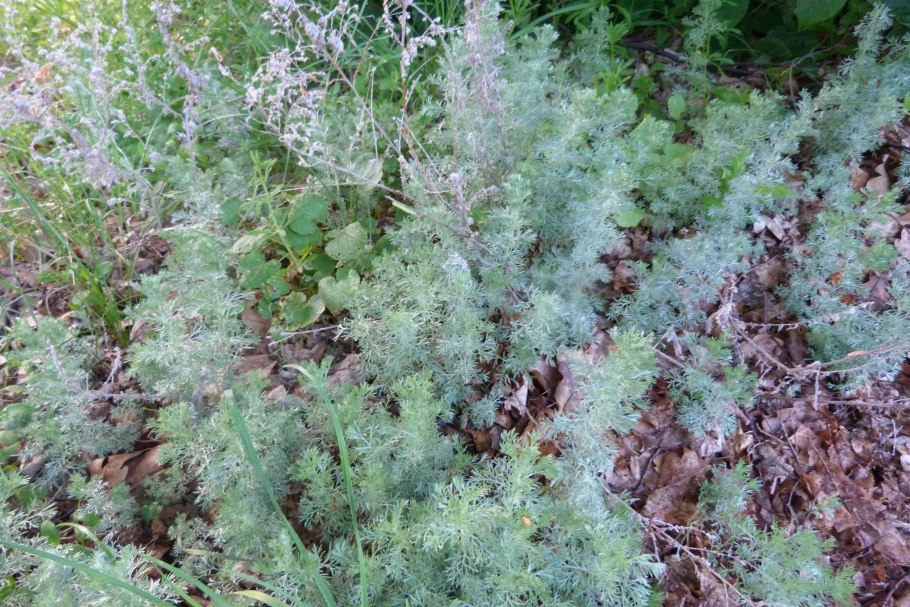 Полынь Artemisia SP.