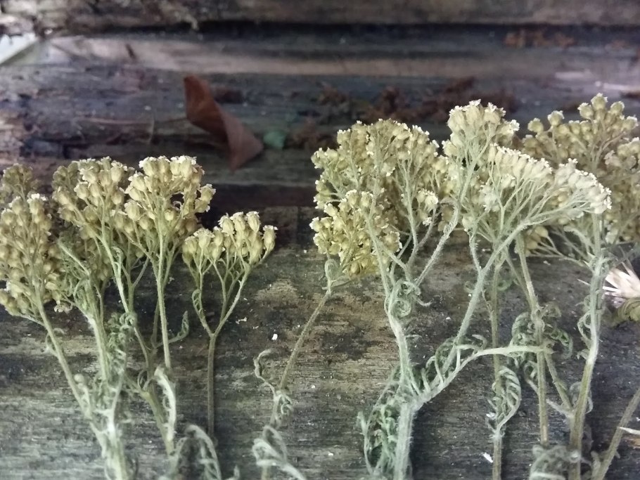 Тысячелистник обыкновенный засушенный