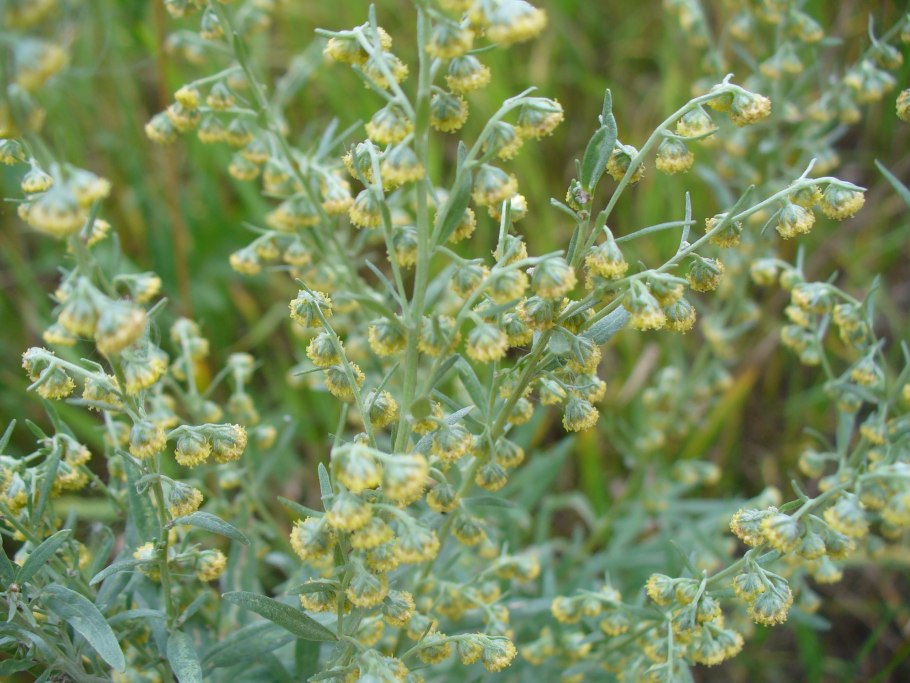 Полынь горькая artemisia absinthium