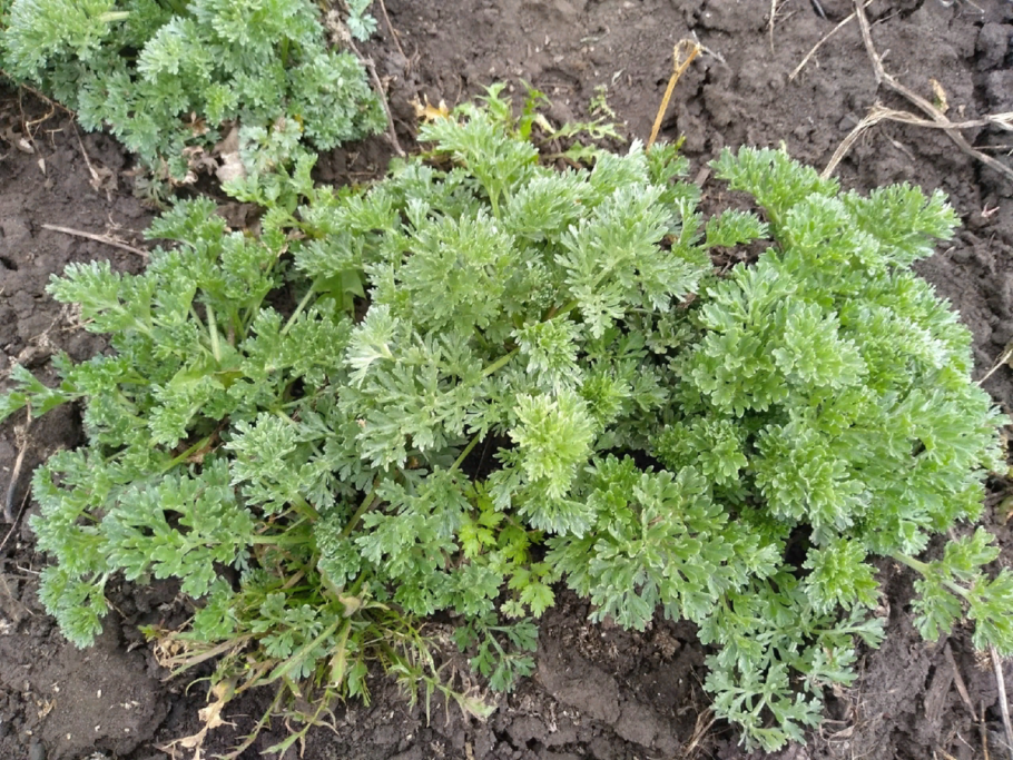 Полынь белолистная