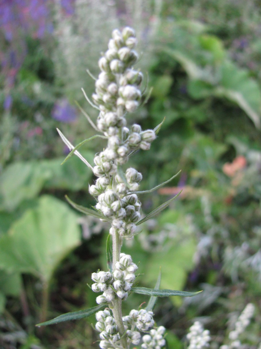 Полынь обыкновенная artemisia vulgaris