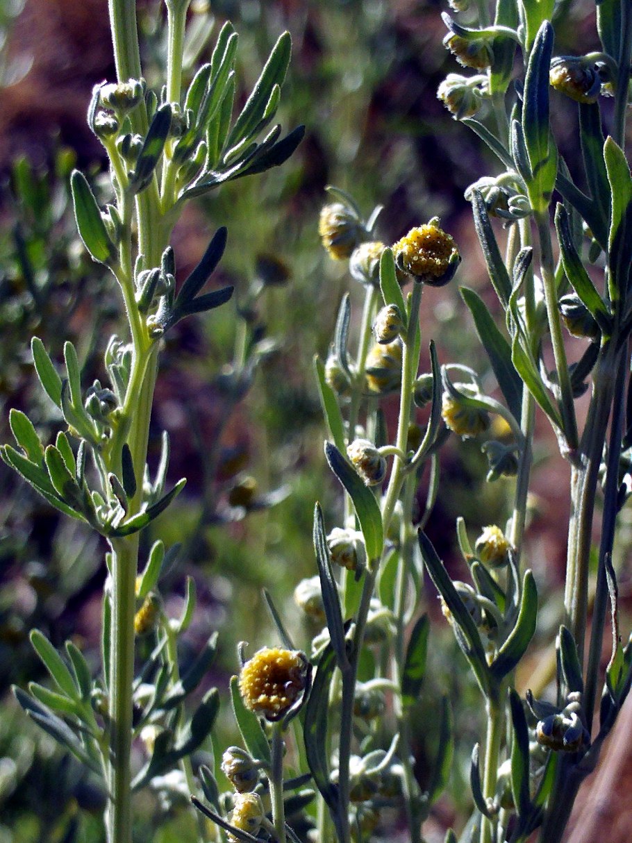 Artemisia herba-Alba