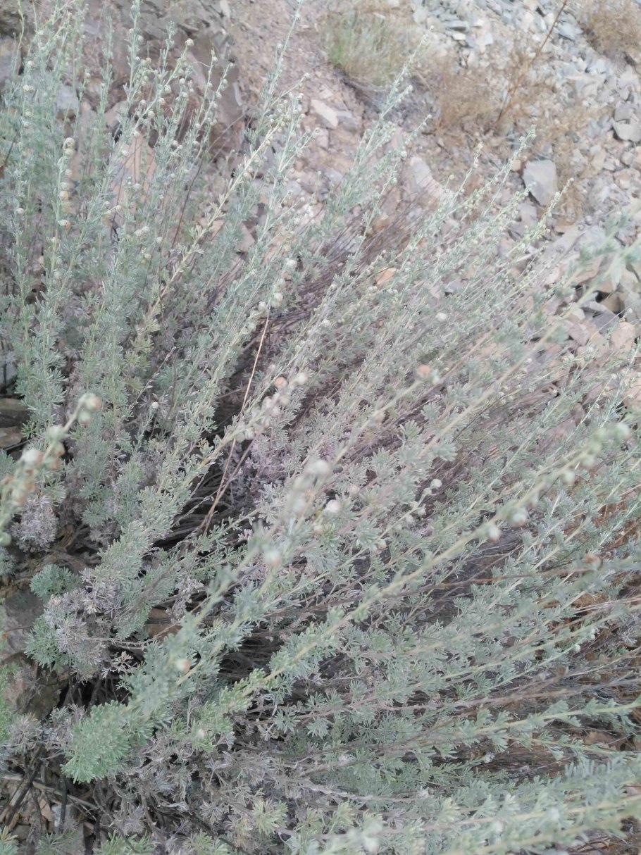 Полынь горькая artemisia absinthium l.