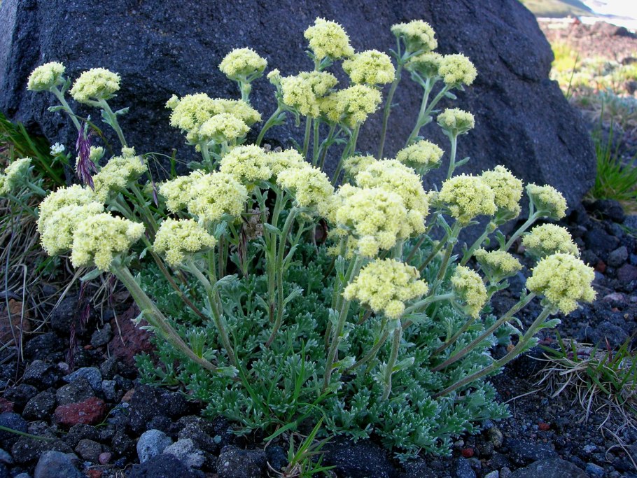 Полынь скученная