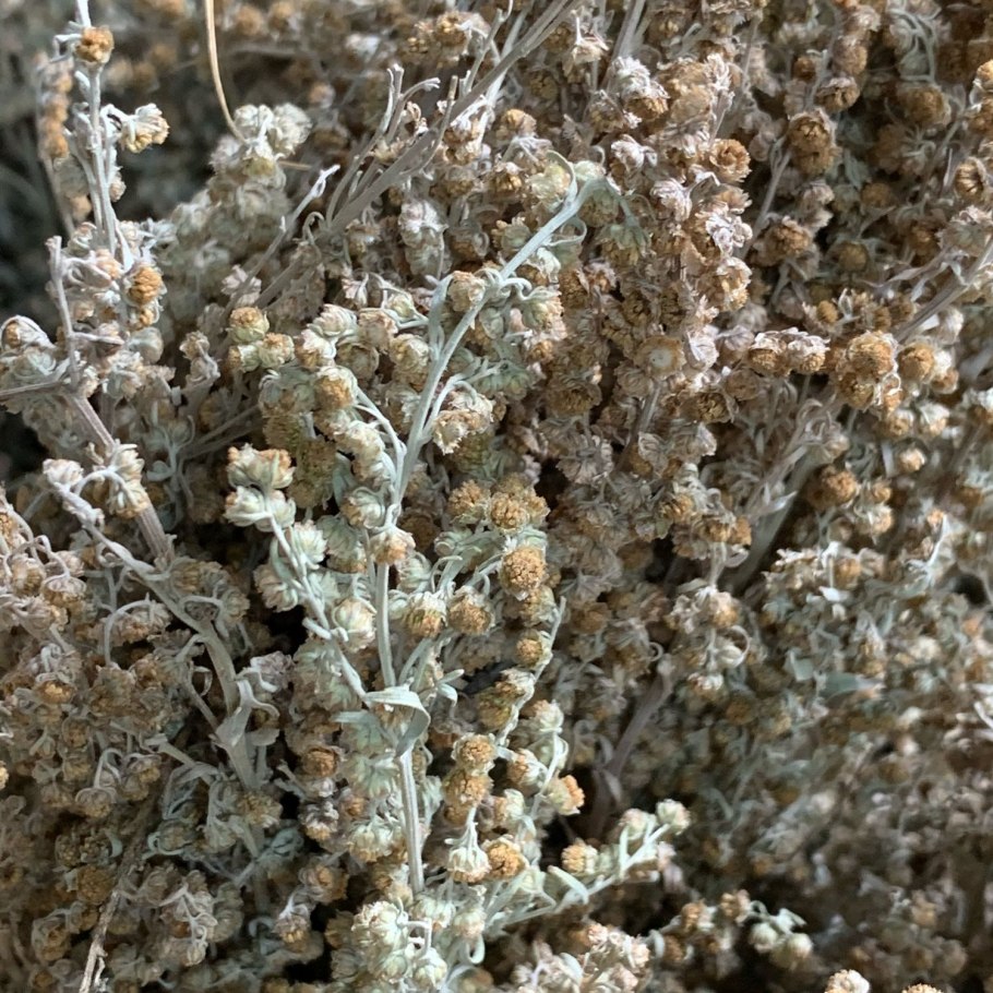 Полынь обыкновенная, чернобыльник Artemisia vulgaris l.