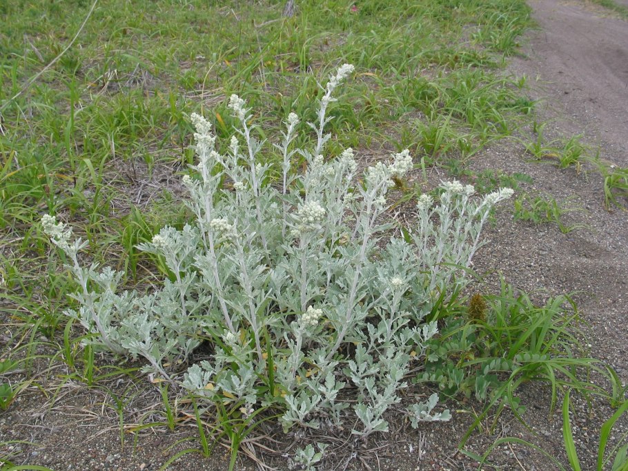Полынь баргузинская — artemisia bargusinensis