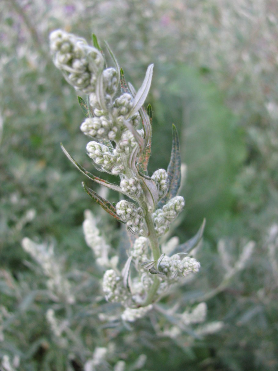 Artemisia jacutica