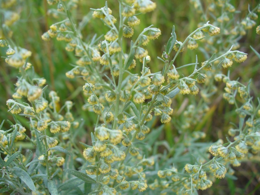Полынь горькая artemisia absinthium