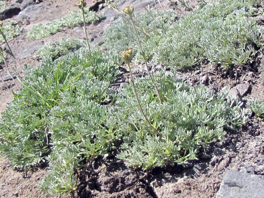 Hexagona Artemisia гриб