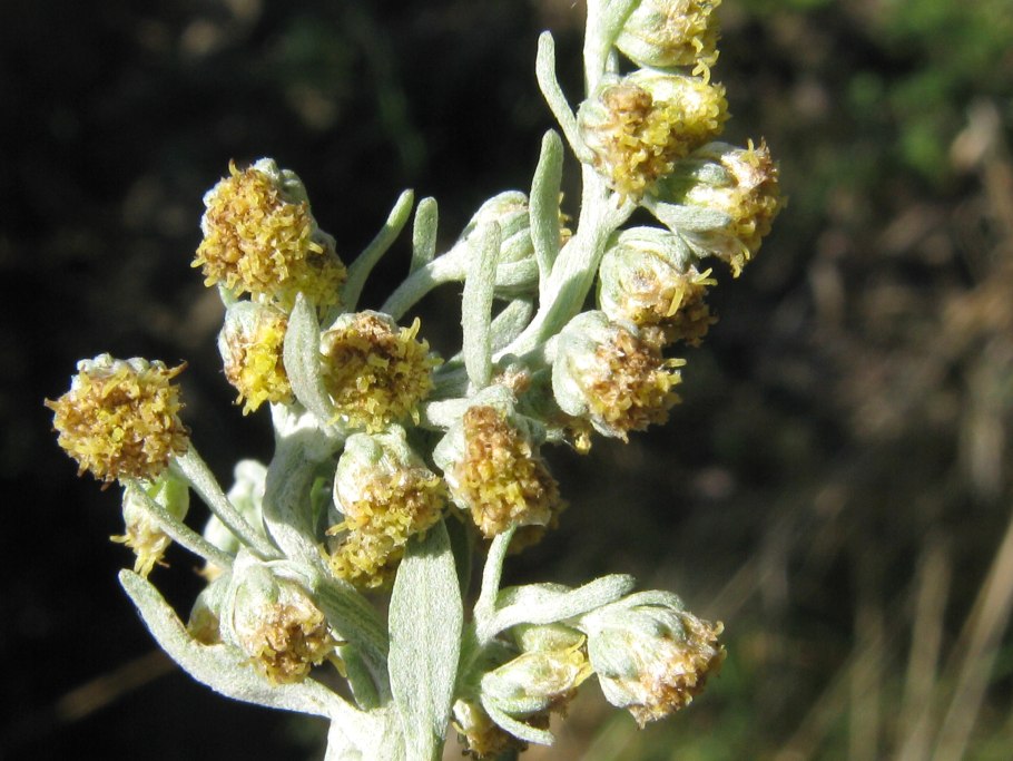 Полынь меловая