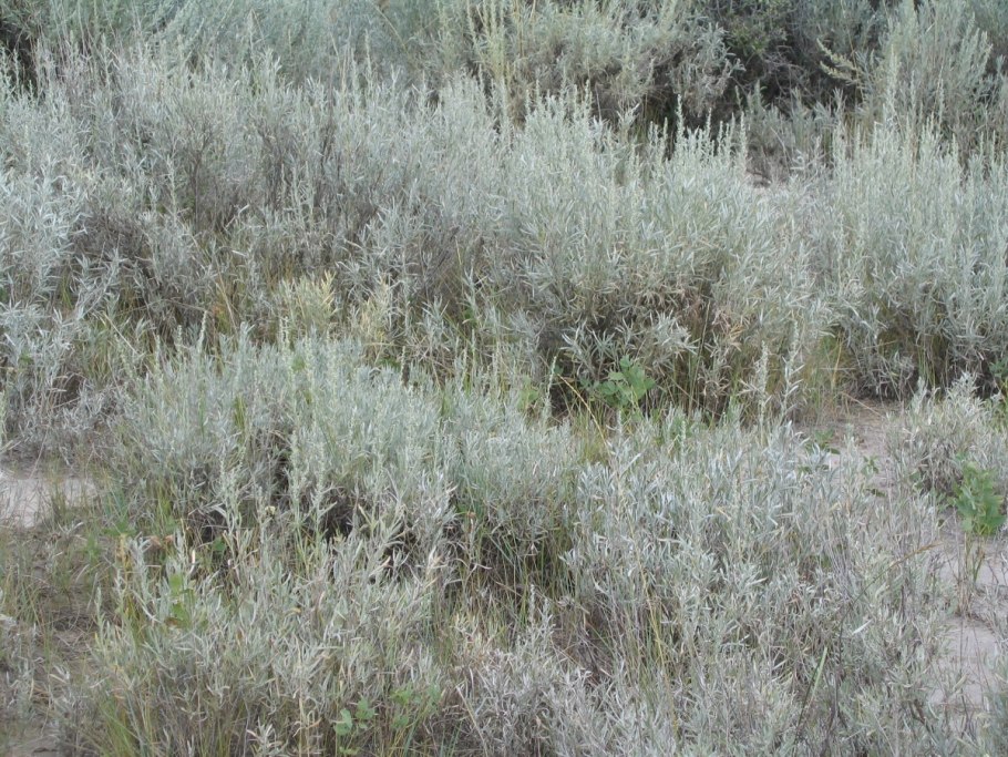 Полынь каспийская artemisia caspica