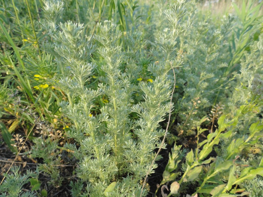 Полынь Каспийская Artemisia caspica