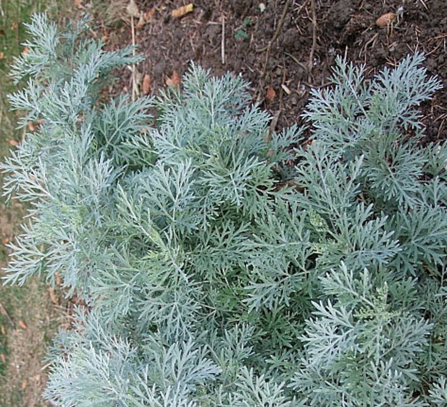 Artemisia arborescens