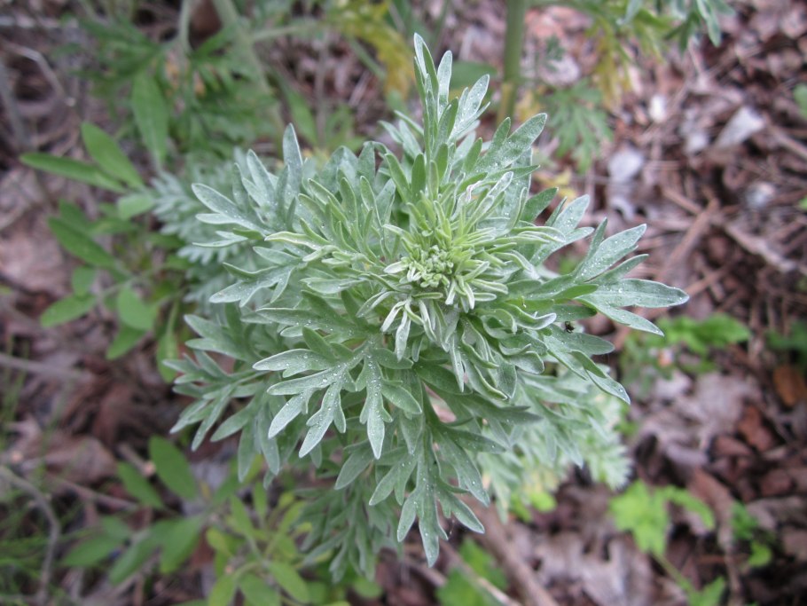 Полынь горькая artemisia absinthium