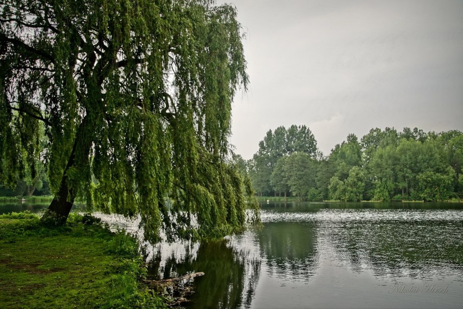 Ива Свердловская плакучая фото