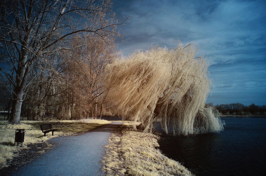 Weeping willow tree