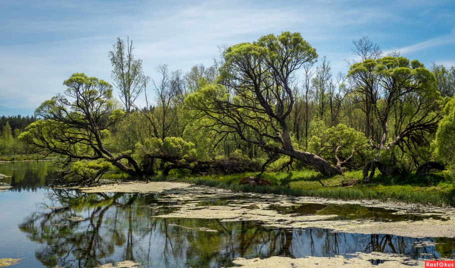 Весенние пейзажи