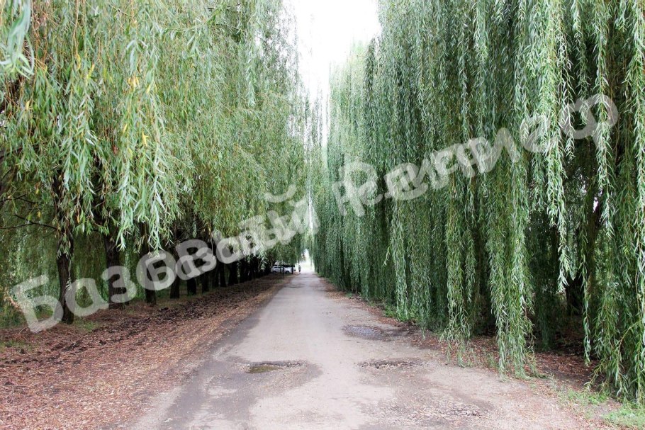 Ива круглолистная