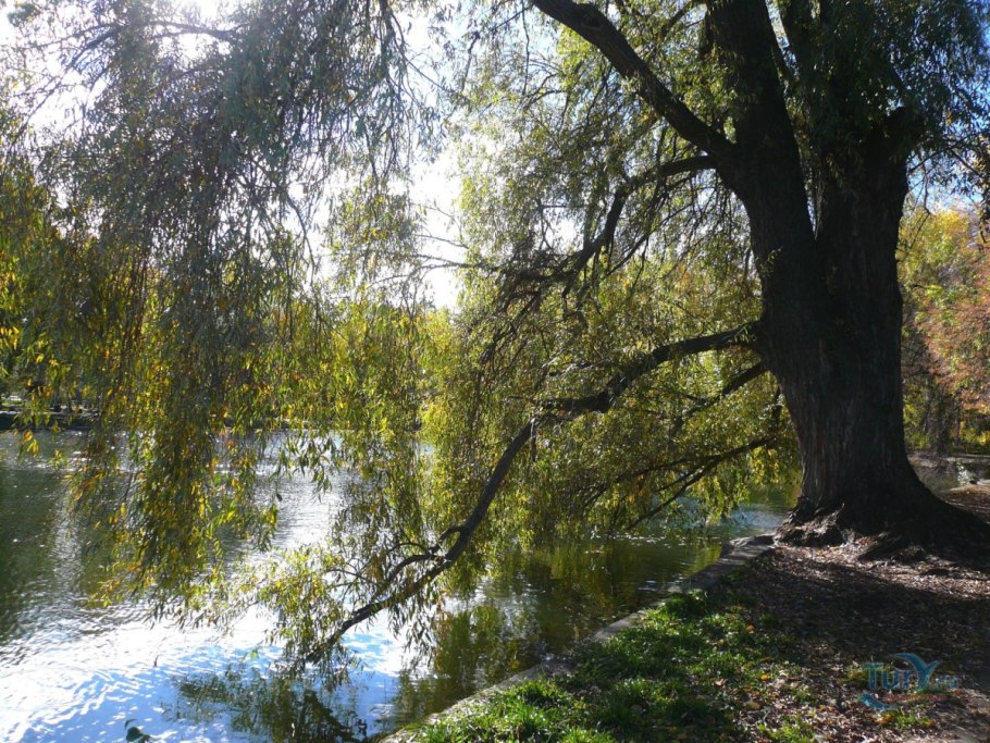 Казань парк урицкого ива