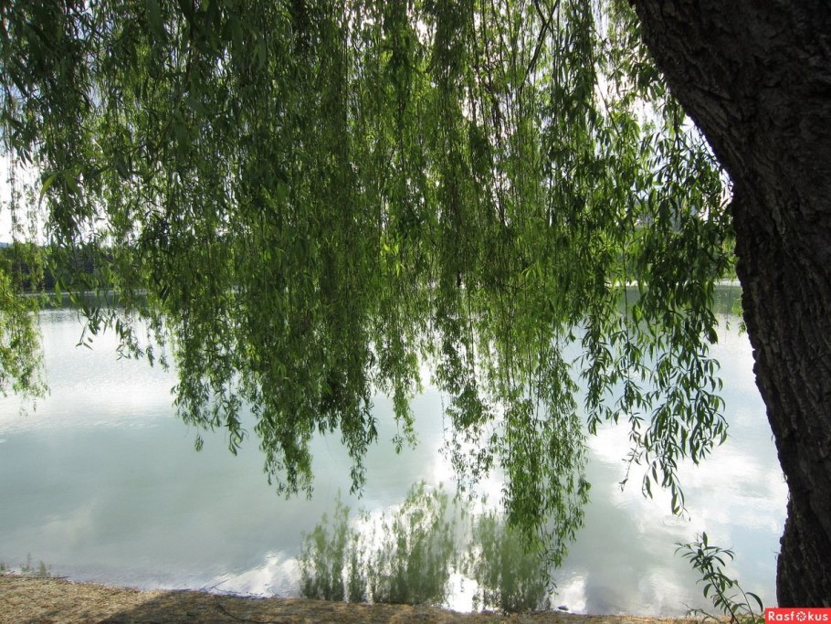 Ива росистая (Salix rorida)