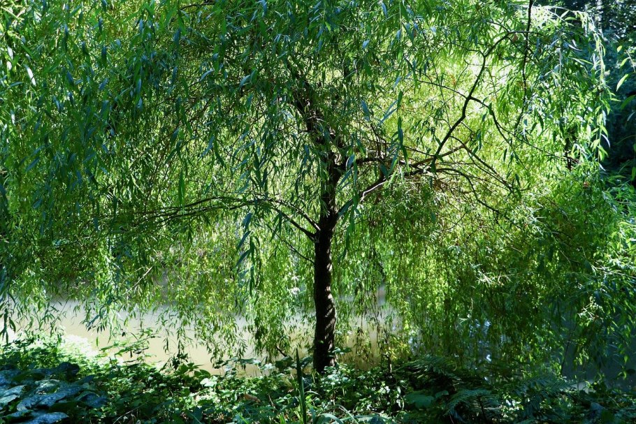 Ивушки Каспийск природа