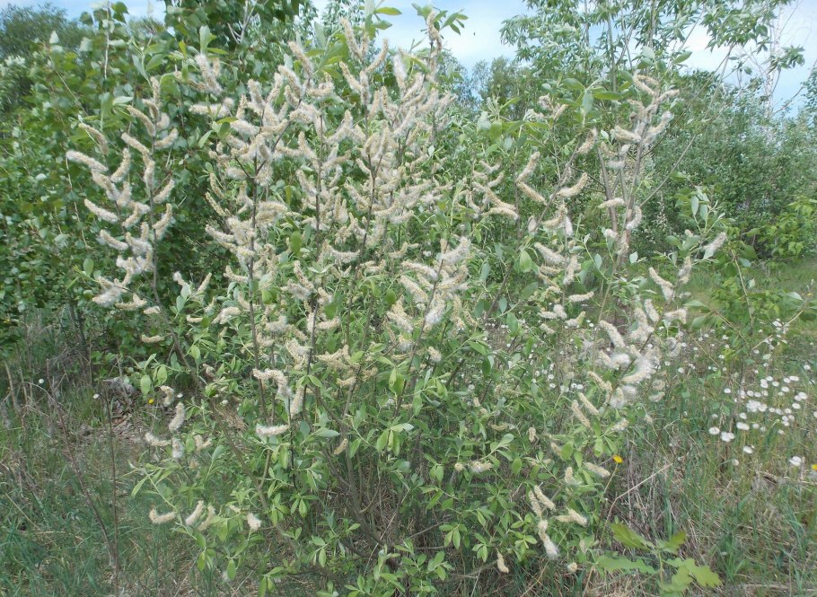 Ива пепельная salix cinerea