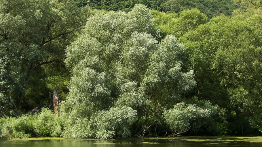 Ива белая ветла