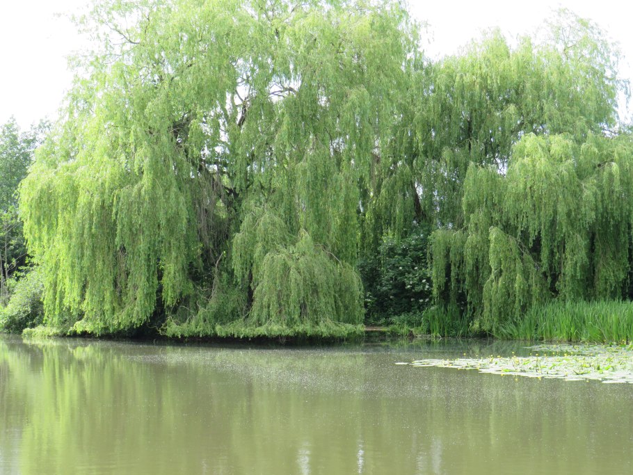 Ива плакучая