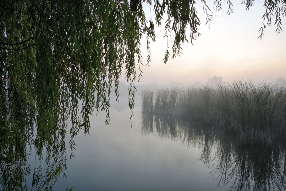 Ива над рекой