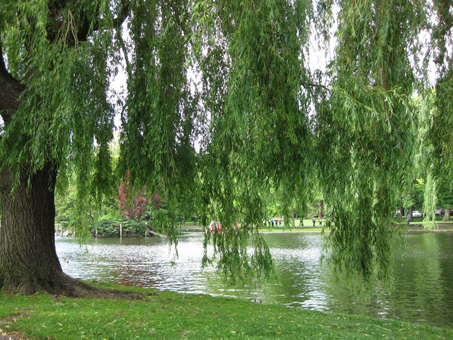 Ива остролистная