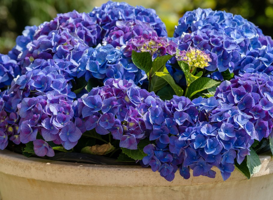 Гортензия Садовая хамелеон