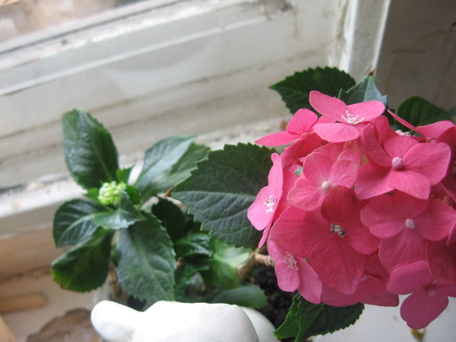 Гортензии горшечные сорта