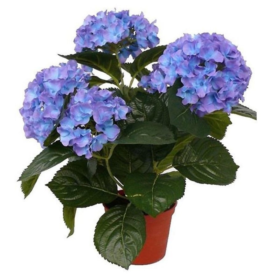 Цветок гортензия комнатная