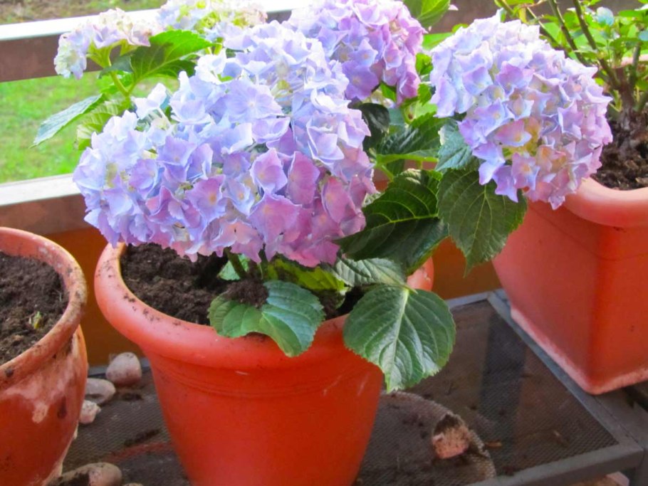 Гортензия крупнолистная Фройденштайн