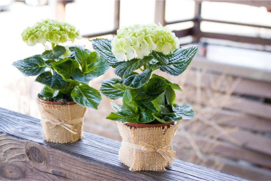 Гортензия горшечная