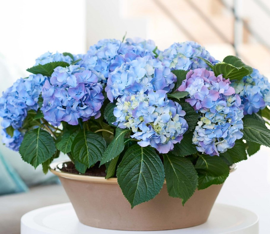Гортензия крупнолистная комнатная