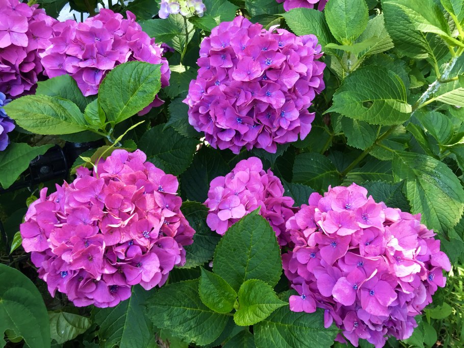 Гортензия Шугар Раш