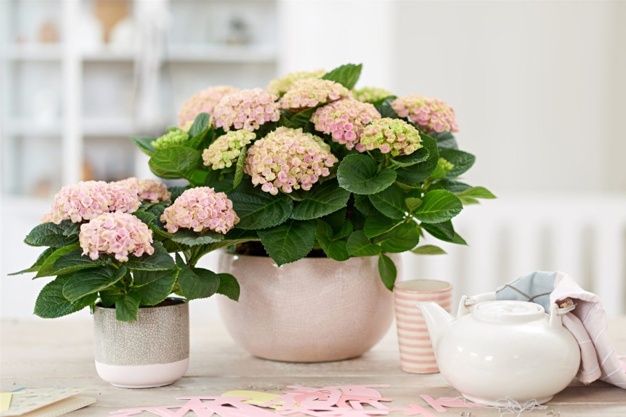 Гортензия крупнолистная комнатная