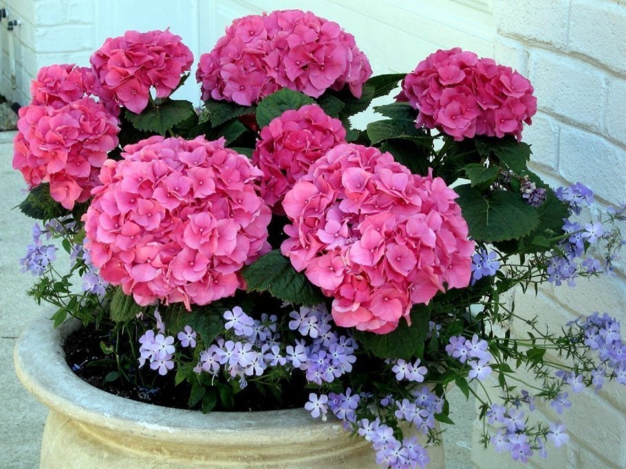 Гортензия крупнолистная комнатная