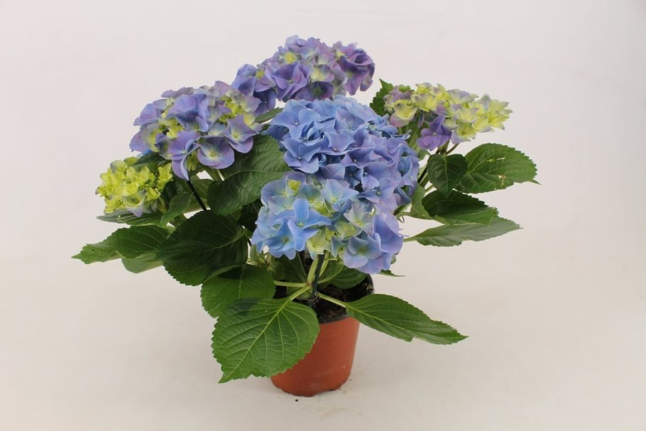 Гортензия крупнолистная эрли блю