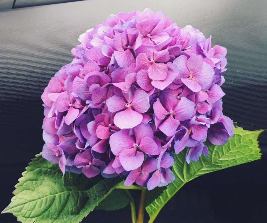 Гортензия перфекшн крупнолистная