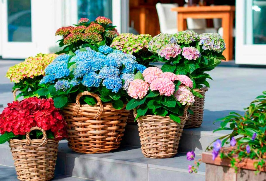 Гортензия d15