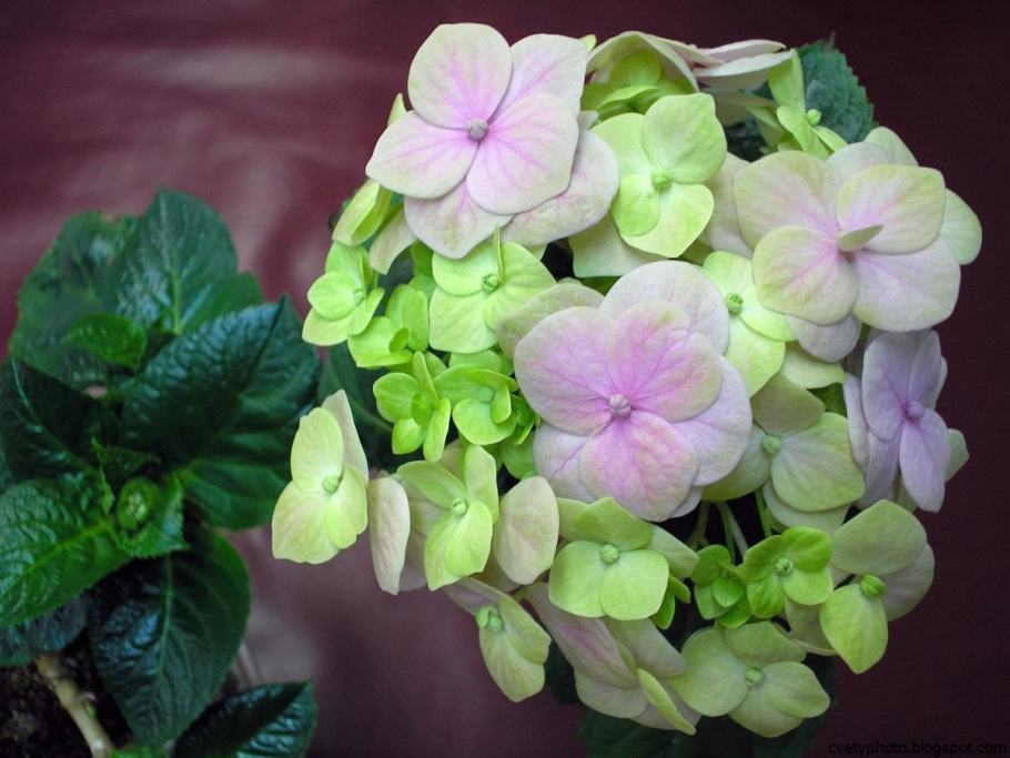 Гортензия крупнолистовая