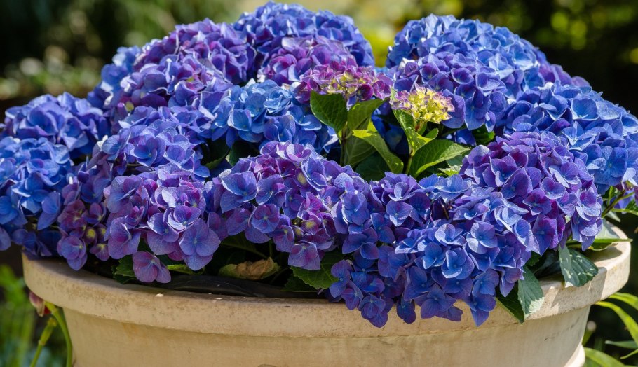 Крупнолистная гортензия