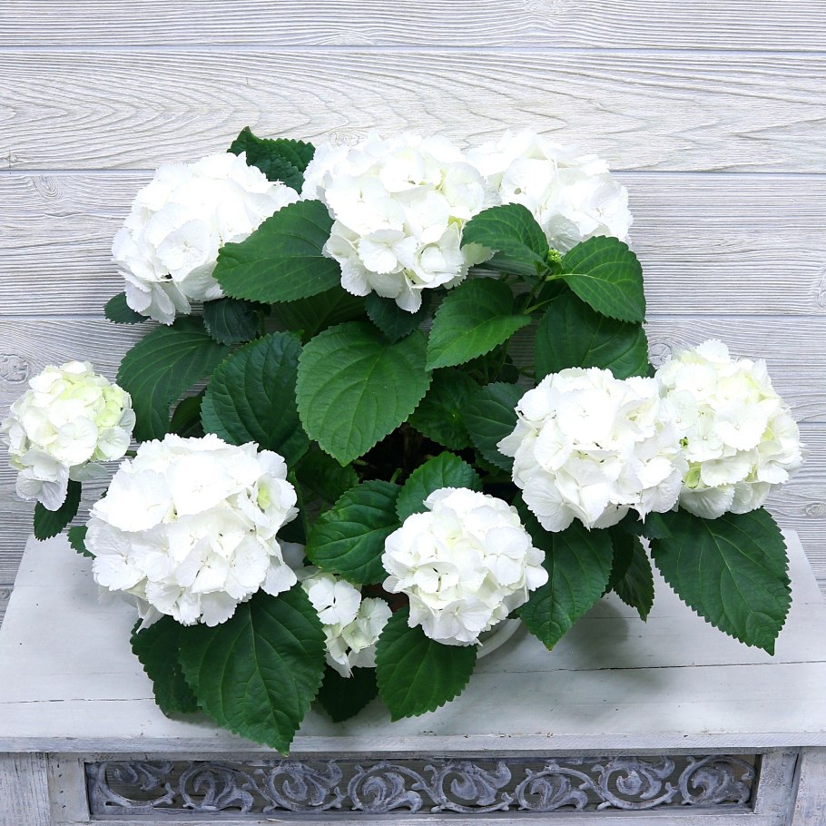 Гортензия Эрли Блю крупнолистовая