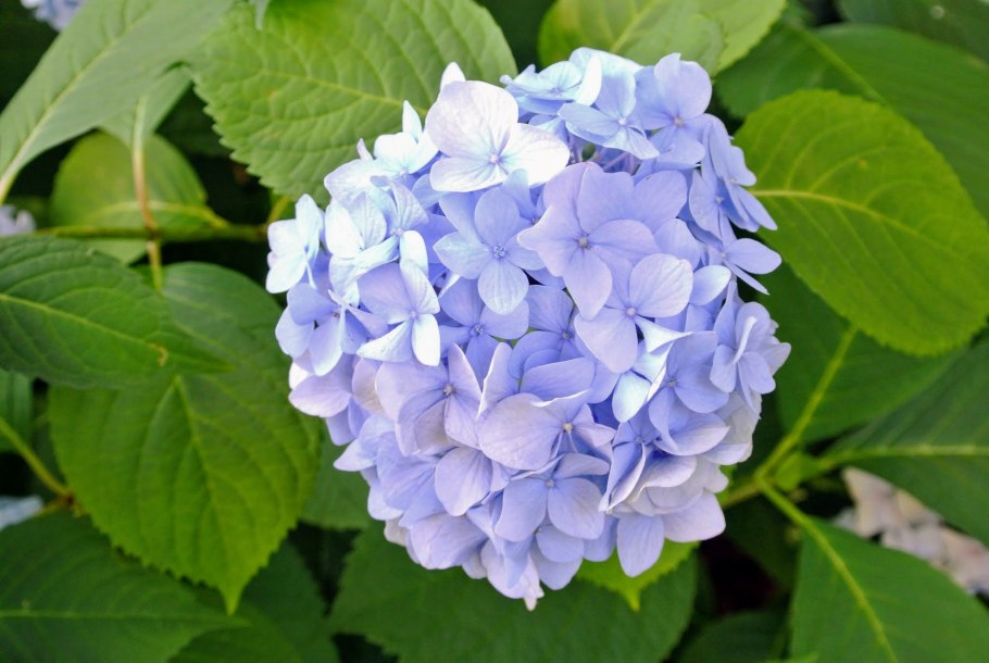 Гортензия крупнолистная комнатная