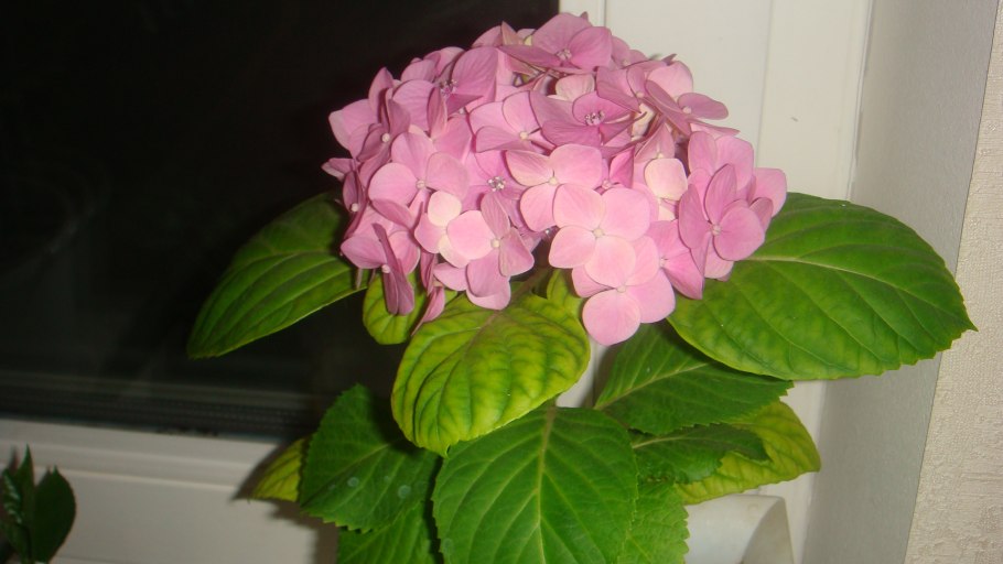 Гортензия крупнолистная розовая