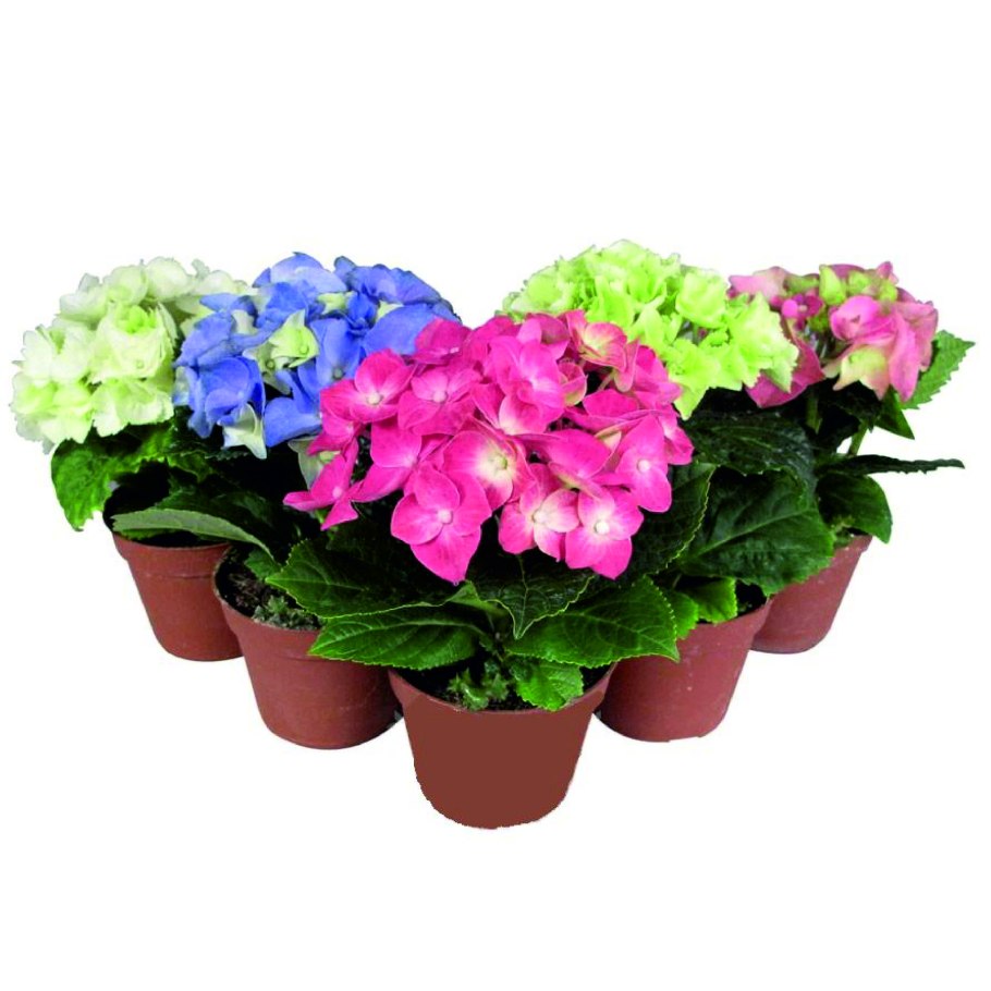 Гортензия (гидрангея) микс